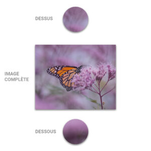 Tube - Inde - Modèle 17 - Papillon - 2