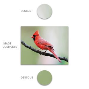 Tube - Inde - Modèle 26 - Oiseau-Cardinal - 2