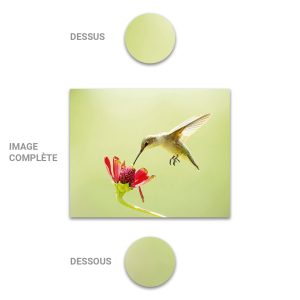 Tube - Inde - Modèle 27 - Oiseau-Colibris - 2