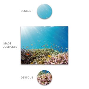 Tube - Inde - Modèle 33 - Ocean-Poissons - 2